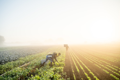 Friends of family farmers